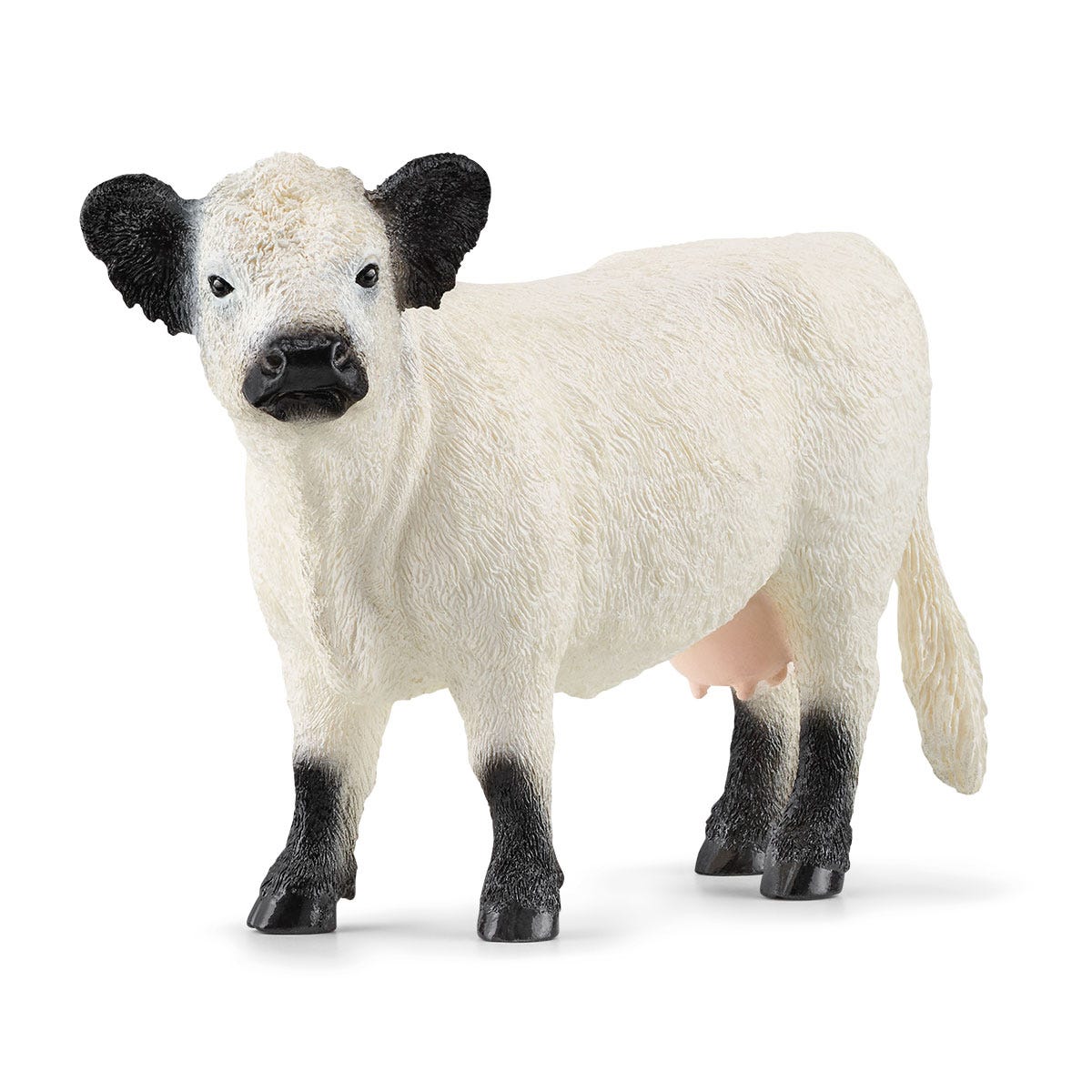 Galloway Cow Galloway Cow