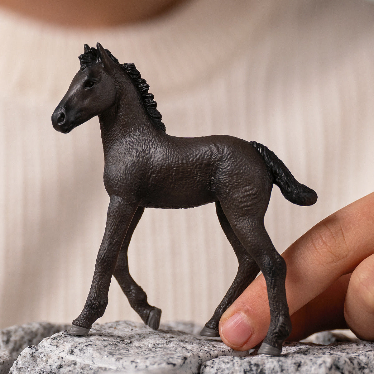 Friesian Foal