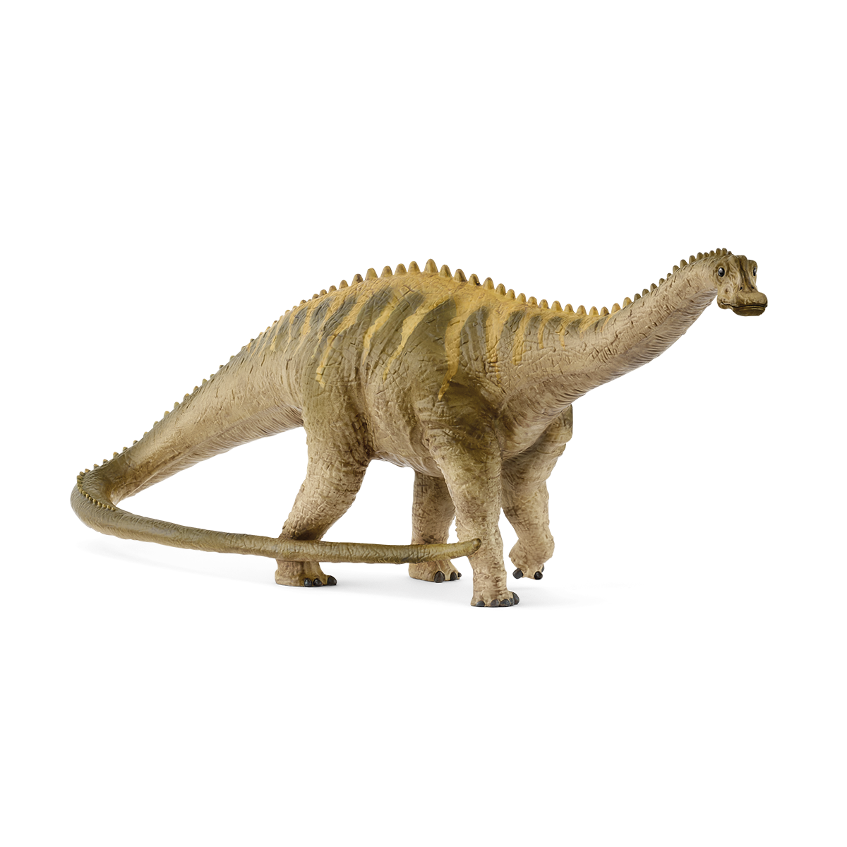 Diplodocus Diplodocus