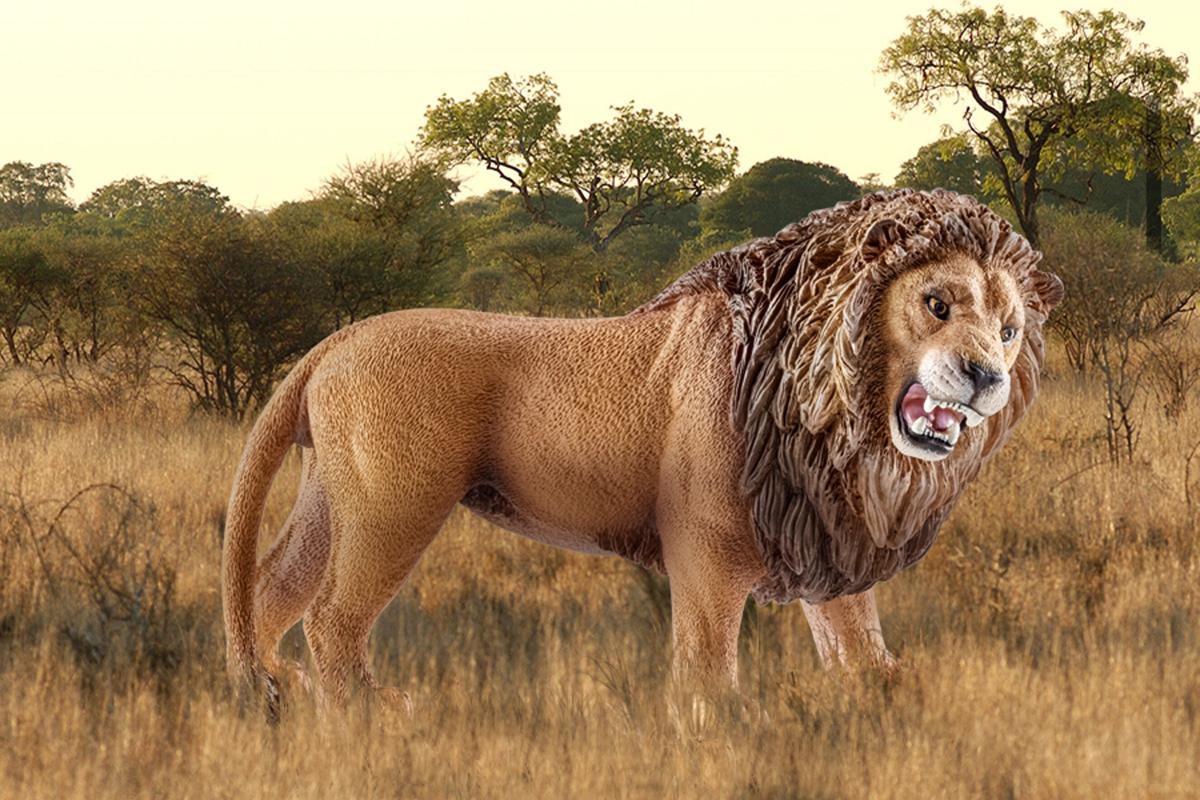 Lion, roaring