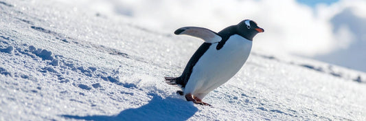 Geography Play Activity: Climate Match-Up