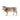 Braunvieh cow