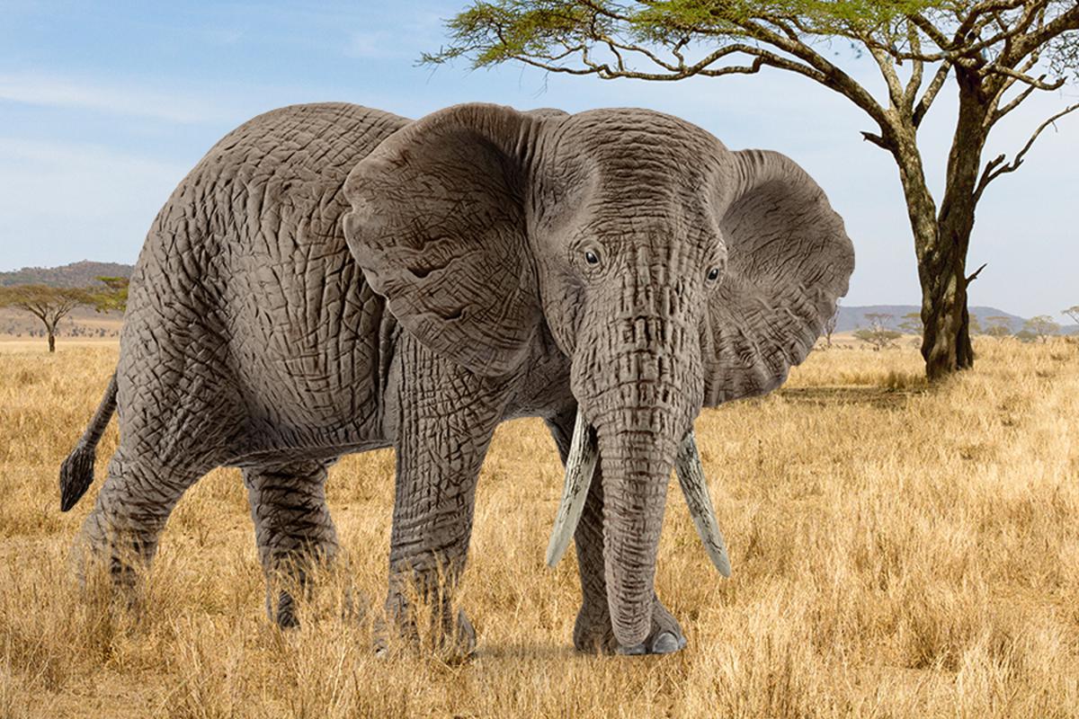 Schleich african shops elephant