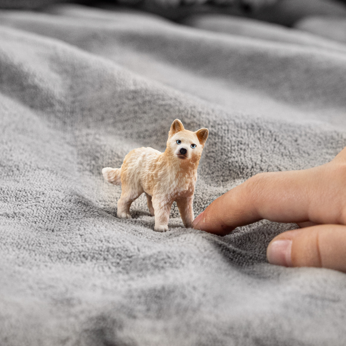 Arctic Wolf Cub