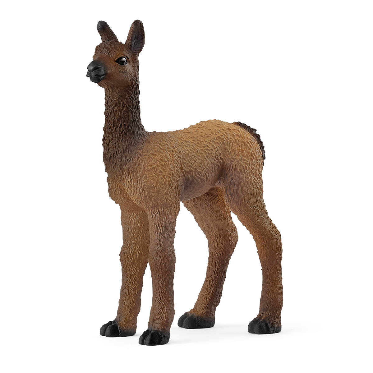 Llama Foal