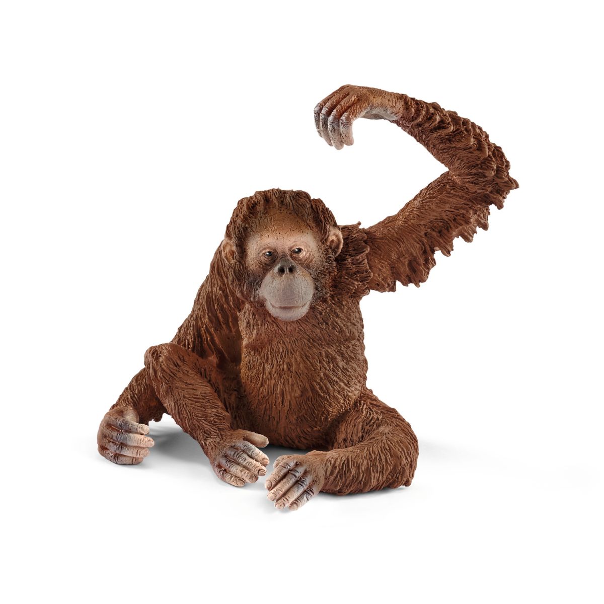 Orangutan, female