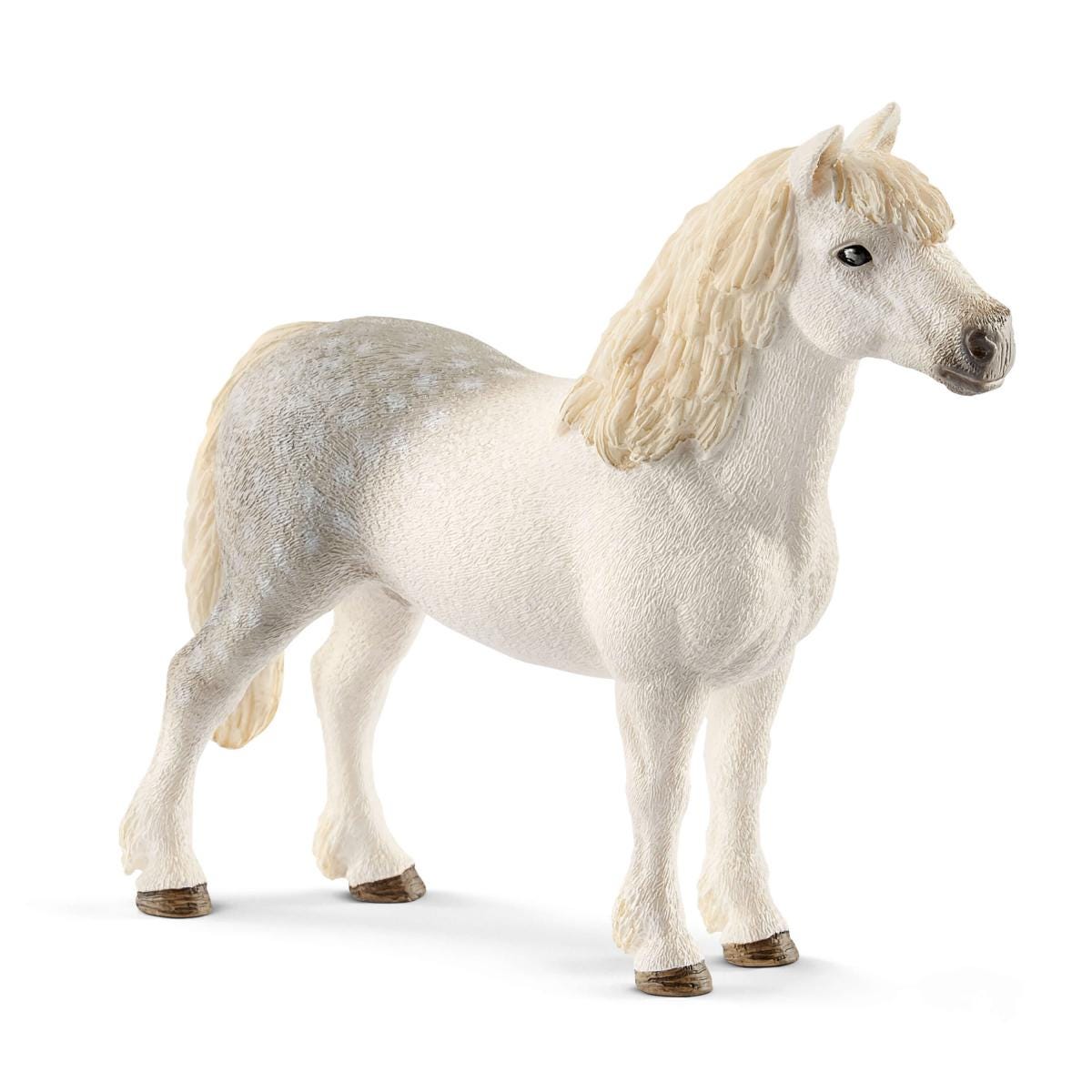 Welsh pony stallion