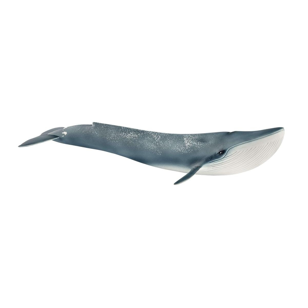 Blue whale